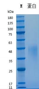 Y03001 Recombinant Human LIF.jpg