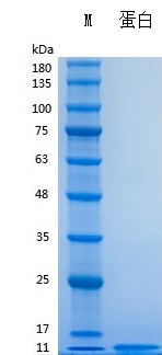 Y10001Recombinant Human Insulin.jpg