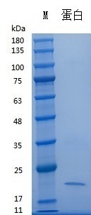 Y00601 Recombinant Human BMP-7.jpg