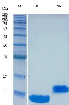 Y00801 Recombinant Human EGF