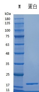 H006D/H006L Recombinant Human Heat Stable bFGF