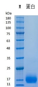 H011D/H011L Recombinant Human PDGF-BB